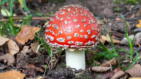 agaric fly snelle mike